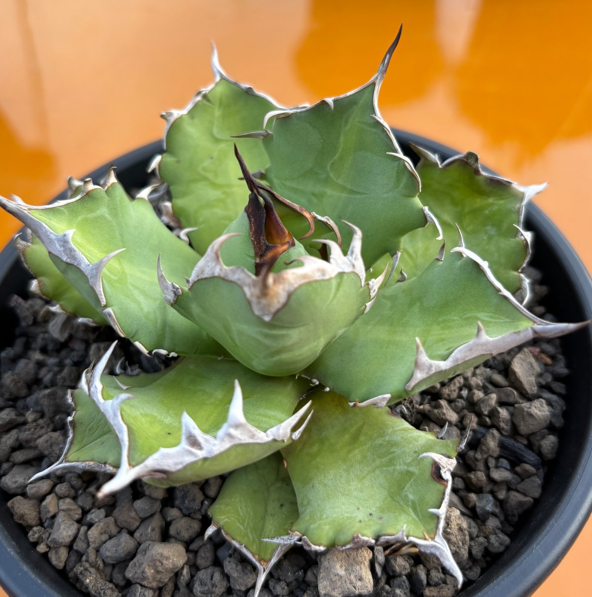 Agave titanota 'dwarf' 姫厳龍 | たねから園芸