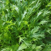 有機栽培・農薬不使用 ニラ | げんすけ農園