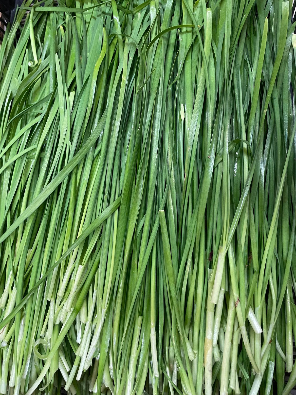 有機栽培・農薬不使用 ニラ | げんすけ農園
