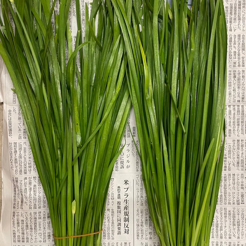 有機栽培・農薬不使用 ニラ | げんすけ農園