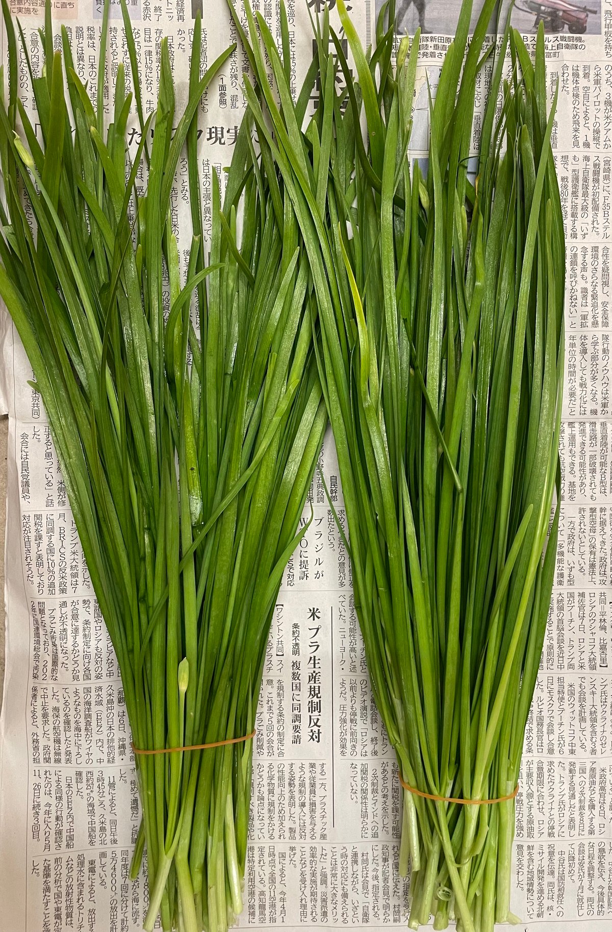 ネギニラ１００本　　無農薬 有機栽培・農薬不使用 ニラ | げんすけ農園