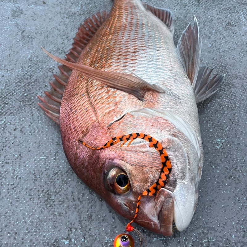 リバライズCurly ガチエビ | FishingGear RivaRise