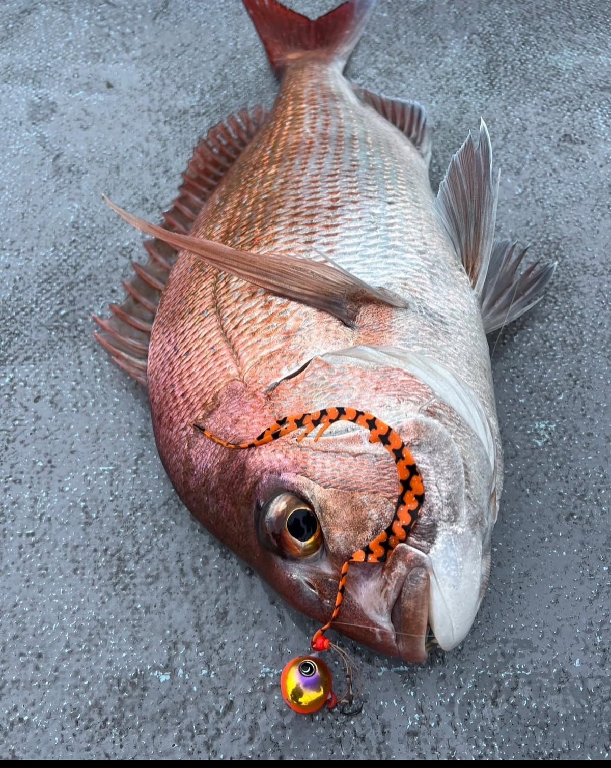 リバライズCurly ガチエビ | FishingGear RivaRise