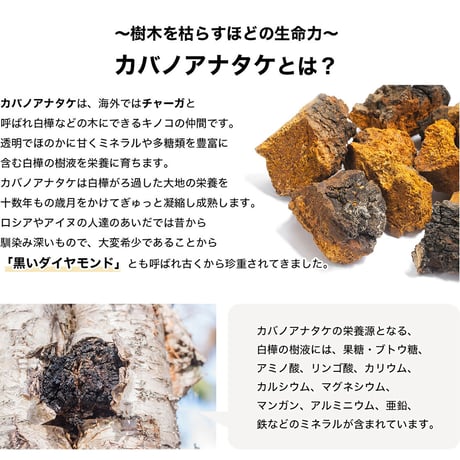 樺のあな茸茶1箱30包装
