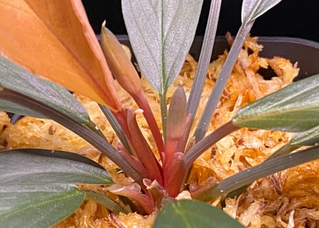 Homalomena sp. “濡烏” Riau sumatera【LA0518-02】LA便