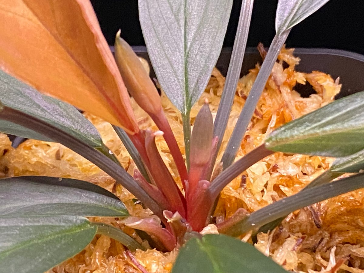 Homalomena sp. “濡烏” Riau sumatera【LA0518-02】LA便