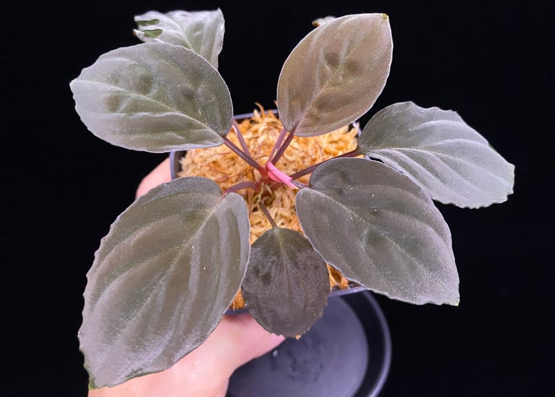 o*n様 Homalomena from Kalimantan ホマロメナ ホマロメナ 原種Homalomenaの交配記録143成功！ – 熱帯植物.com