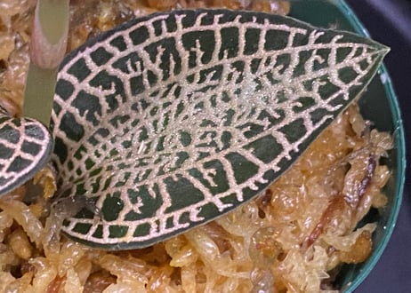 Anoectochilus roxburghii "Gold Vein Type"  アネクトキルス ロクスバーギー "ゴールドベインタイプ"①