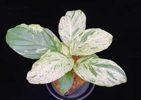 369の杜(ミロクのもり)