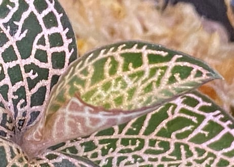 Anoectochilus roxburghii "Gold Vein Type"  アネクトキルス ロクスバーギー "ゴールドベインタイプ" (小サイズ)