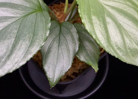 Homalomena sp. Bengkulu Sumatra T-140523 Di belakang gunung "グリーンシルバーリーフ" TZ便