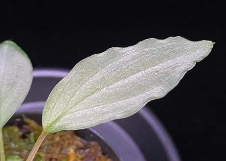Homalomena sp. "Sapphire Velvet" Kepulauan Riau KN便