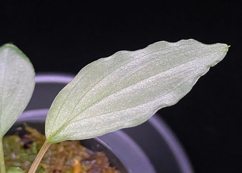 Homalomena sp. Sapphire Velvet KN便 ホマロメナ Homalomena sp Sapphire Velvet KN便 ホマロメナ sp サファイア