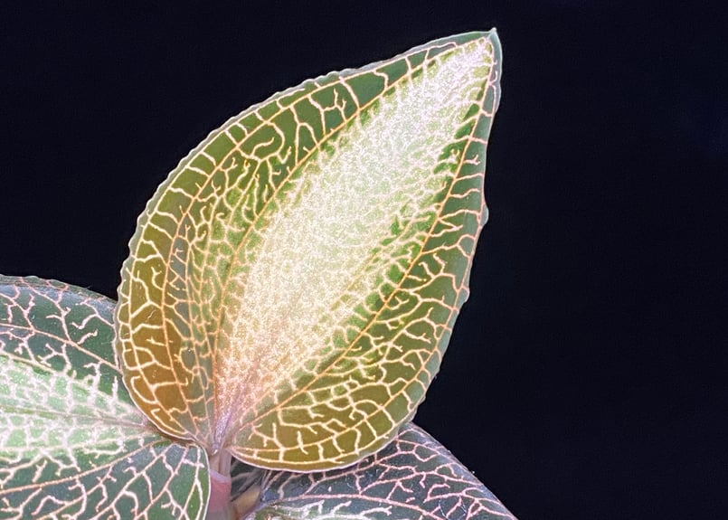 Anoectochilus roxburghi 
