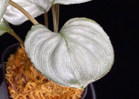 Homalomena sp. "Aluminium" Kota Payakumbuh Sumatera Barat
