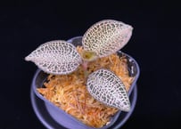 Homalomena sp. Pulau Beltung T-180723 TZ便 | 36