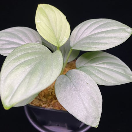 ホマロメナ | STORES