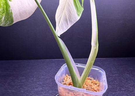 Monstera borsigiana whitetiger halfmoon