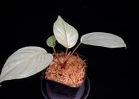 Homalomena sp "Silver Muska" from Aceh Besar【 AZ0324-2】AZ便