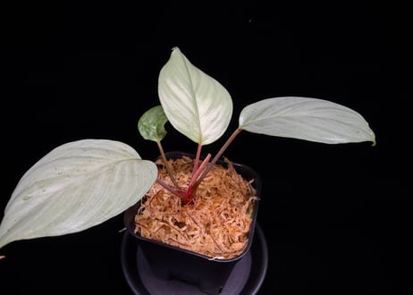 Homalomena sp 