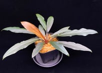 Homalomena sp. “濡烏” Riau sumatera【LA0518-02】LA便