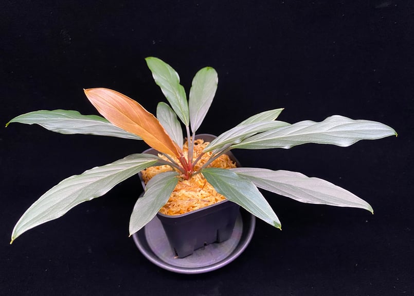 Homalomena sp. “濡烏” Riau sumatera【LA0518-02】LA便