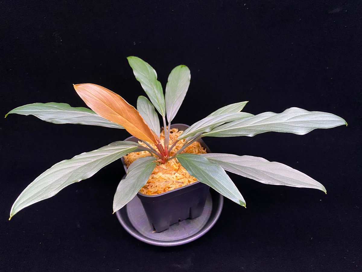 Homalomena sp. “濡烏” Riau sumatera【LA0518-02】LA便