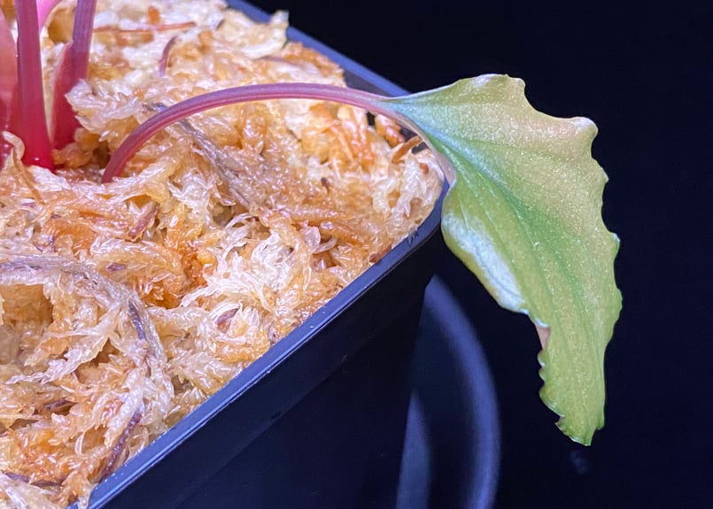 Homalomena sp from Lahat 【AZ1123-1】AZ便 | 369の杜(