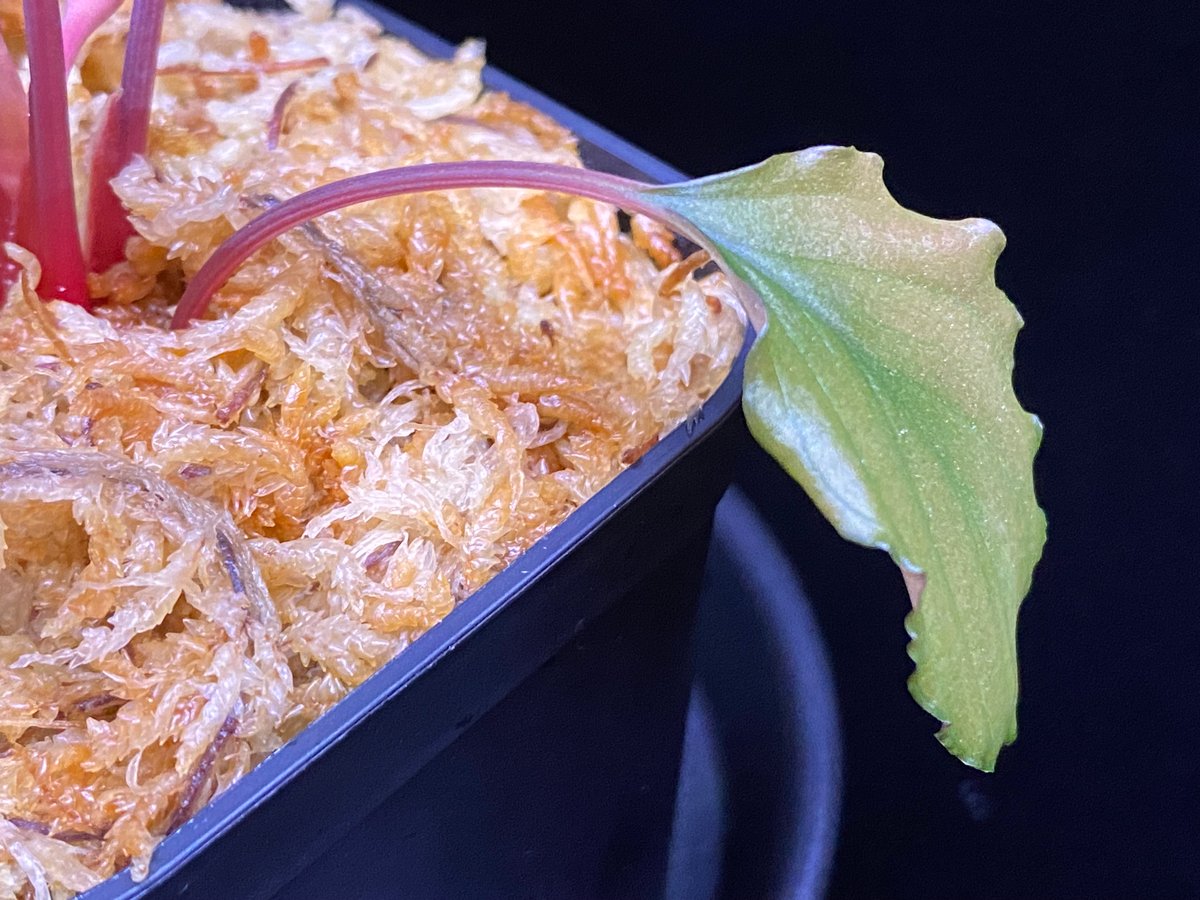 Homalomena sp from Lahat 【AZ1123-1】AZ便 | 369の杜(