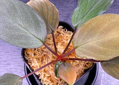 第三弾　Homalomena Hybrid【M0125-f1】