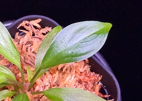 第二弾　Homalomena Hybrid【M1124-f1】