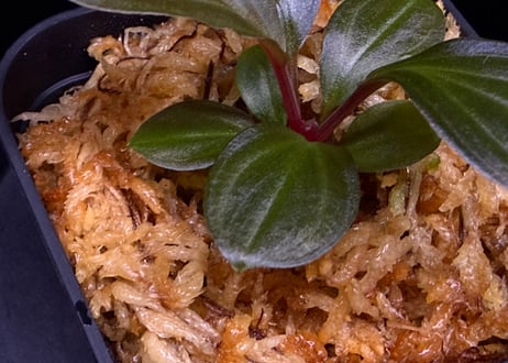 第三弾　Homalomena Hybrid【M0125-f1】
