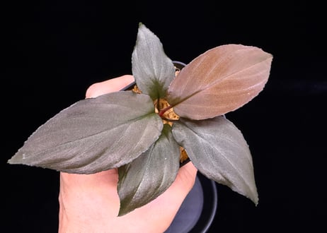 Homalomena sp. 黒錦　Sumatera Utara【ZOE0225-2p】