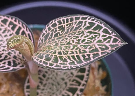 Anoectochilus roxburghii "Gold Vein Type"  アネクトキルス ロクスバーギー "ゴールドベインタイプ"①