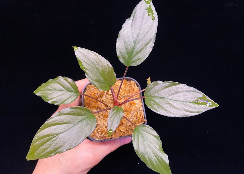 Homalomena sp from Lahat 【AZ1123-1】AZ便 | 369の杜(