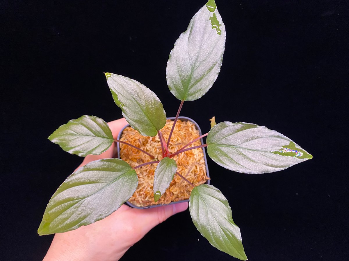 Homalomena sp from Lahat 【AZ1123-1】AZ便 | 369の杜(