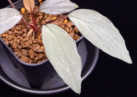 Homalomena sp. "Sapphire Velvet" Kepulauan Riau KN便