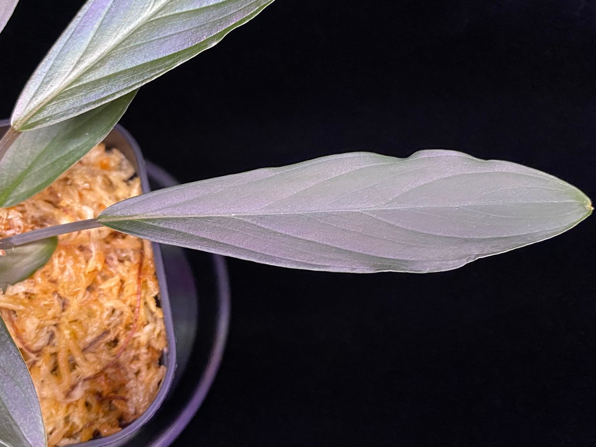 Homalomena sp.“濡烏”【LA0518-02】 Homalomena sp. “濡烏” Riau sumatera【LA0518-02】LA便