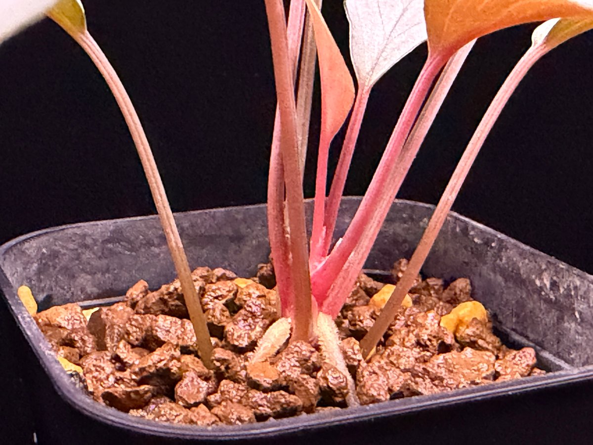 Homalomena sp. 