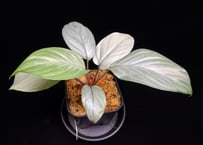 Homalomena sp "Silver Muska" from Aceh Besar【 AZ0324-2】AZ便