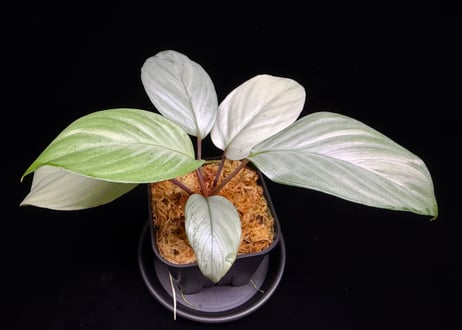 CATEGORY Homalomena | 369の杜(ミロクのもり)