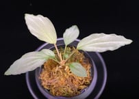Homalomena sp. "Sapphire Velvet" Kepulauan Riau KN便