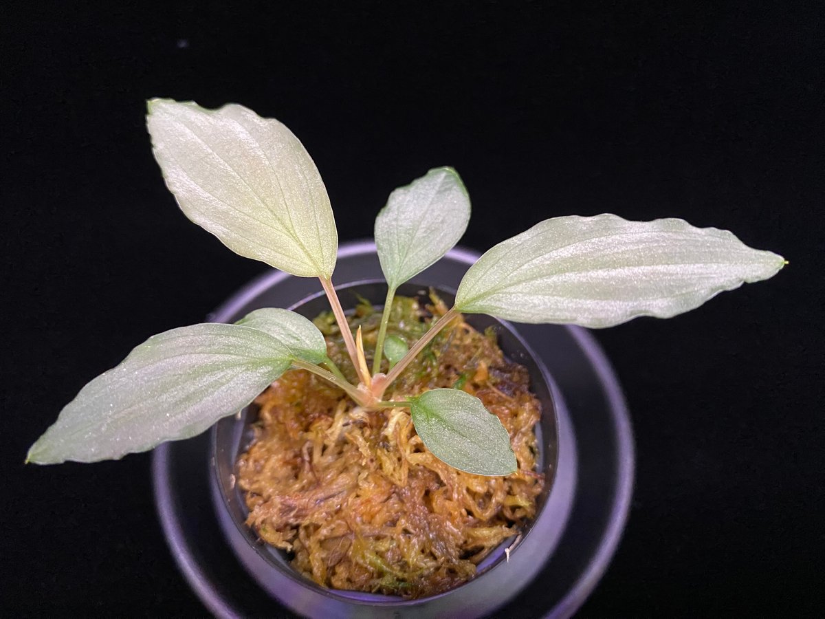 Homalomena sp.SilverBlack Velvet [KN便]親株 Homalomena sp.SilverBlack Velvet [KN便]親株 - メルカリ