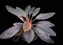 bucephalandra sp. dark achilles ブセファランドラ ダークアキレス
