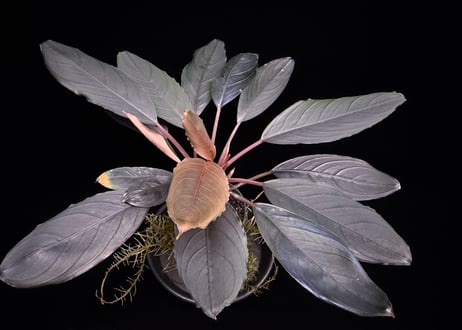 bucephalandra sp. dark achilles ブセファランドラ ダークアキレス
