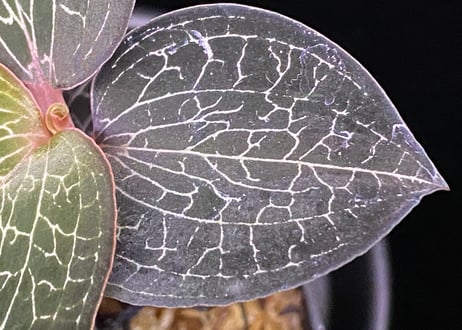 Anoectochilus Silver silkアネクトキルス シルバーシルク