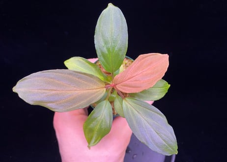 Homalomena Hybrid【M0324-f1】
