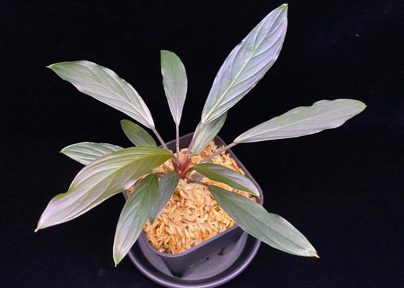 Homalomena sp. “濡烏” Riau sumatera【LA0518-02】LA便