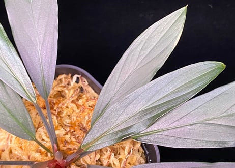 Homalomena sp. “濡烏” Riau sumatera【LA0518-02】LA便