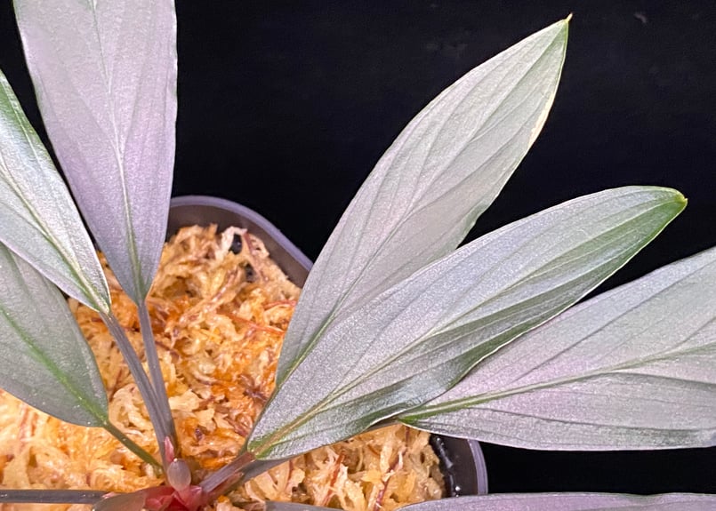 Homalomena sp. “濡烏” Riau sumatera【LA0518-02】LA便